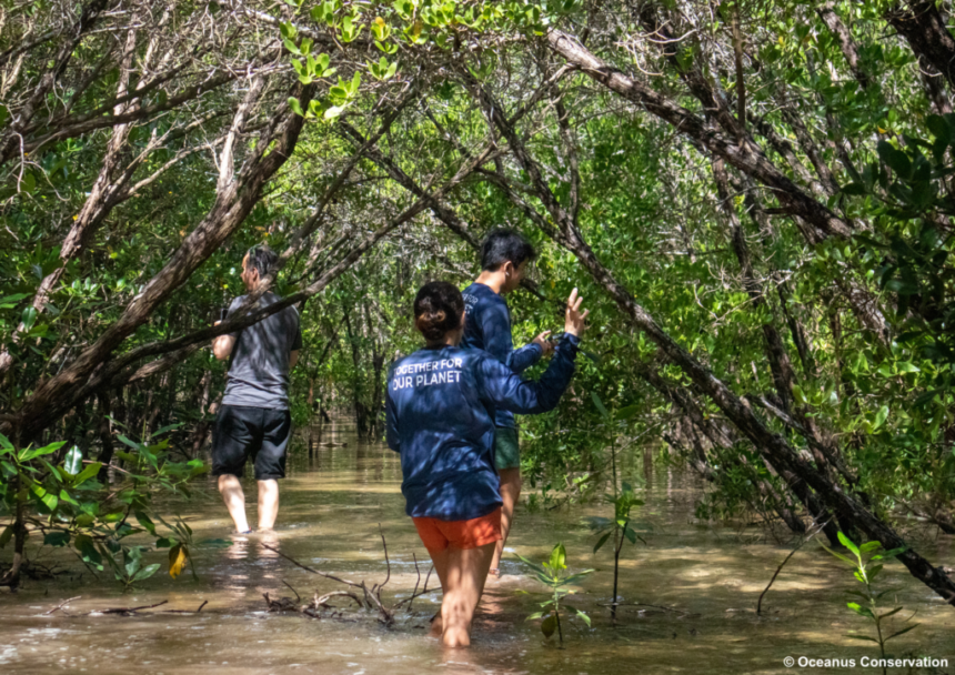 Philippine mangroves conservation through tech: Mangrove.World ...