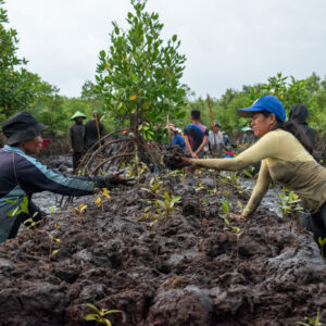 Happy International Mangrove Day!