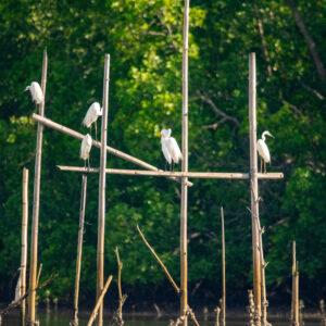 Egrets on bamboo poles