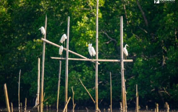 Egrets on bamboo poles