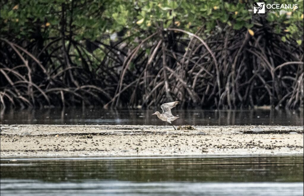 migratory birds in Talabong Island