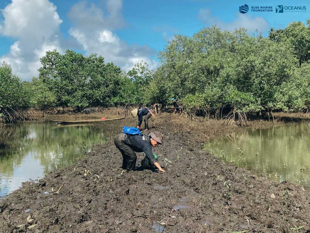 mangrove planting with Oceanus