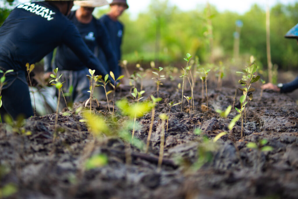 mangrove saplings planted with Oceanus and local community