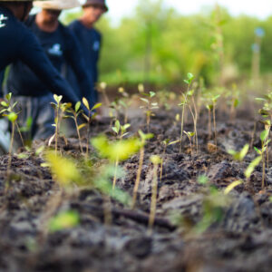 Mangrove saplings planted on a mount