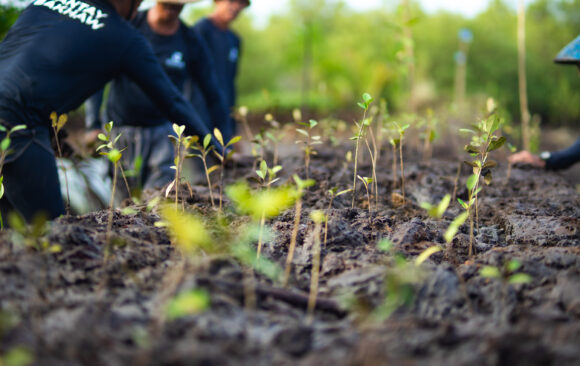 Mangrove saplings planted on a mount