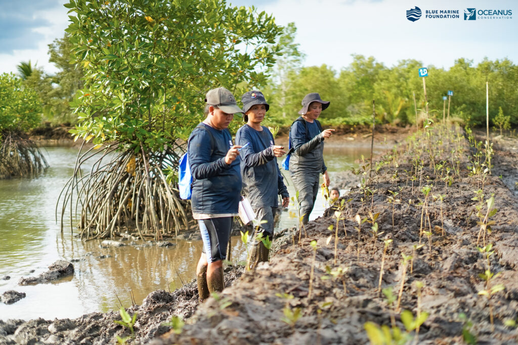 women counting mangrove saplings